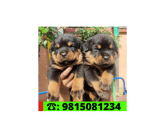 Rottweiler Puppies for sale in Jalandhar City. CALL:9815081234. Pet shop in Jalandhar