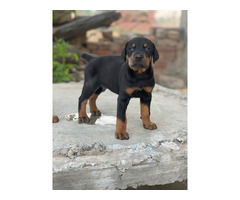 Doberman puppy available call 9888121106 pet shop jalandhar dog store jalandhar