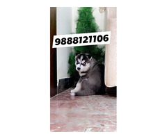Siberian Husky puppy available call 9888121106 pet shop near me