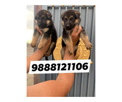 German shepherd puppy available call 9888121106 pet shop near me online puppy
