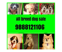 All breed dogs available Labrador German shepherd pug husky shihtzu