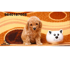 poodle puppies for sale in chennai 9840187666