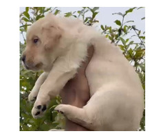 Labrador male and female available in Delhi Gurgaon Noida location 7082092005 - 1