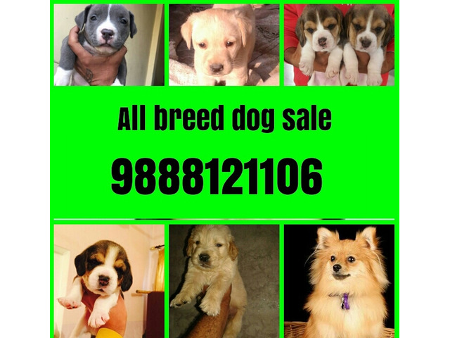 Saint Barnard puppy available call 9888121106 pet shop dog store jalandhar - 1/1