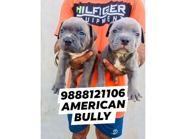 American bully puppy available call 9888121106 pet shop dog store jalandhar - 1/1