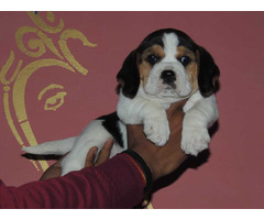 Beagle Puppies For Sale Delhi