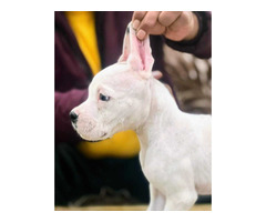 Trust Kennel Boxer Puppies For Sale Delhi
