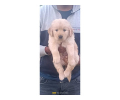 Golden Retriever Puppies For Sell Delhi - 1
