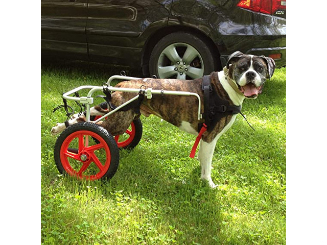 Best Friend Mobility Dog Wheelchair - 1/1