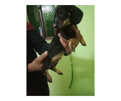 Trust Kennel Dachshunds Puppies For Sell Delhi
