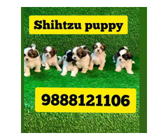 Shihtzu puppy available call 9888121106 pet shop jalandhar city