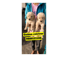 Golden Retriver puppy available call 9888121106 pet shop jalandhar city