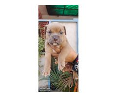 American Bully Pups Available For Sale 9654249090
