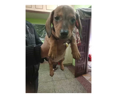 Dachshunds Puppies For Sale 9654249090