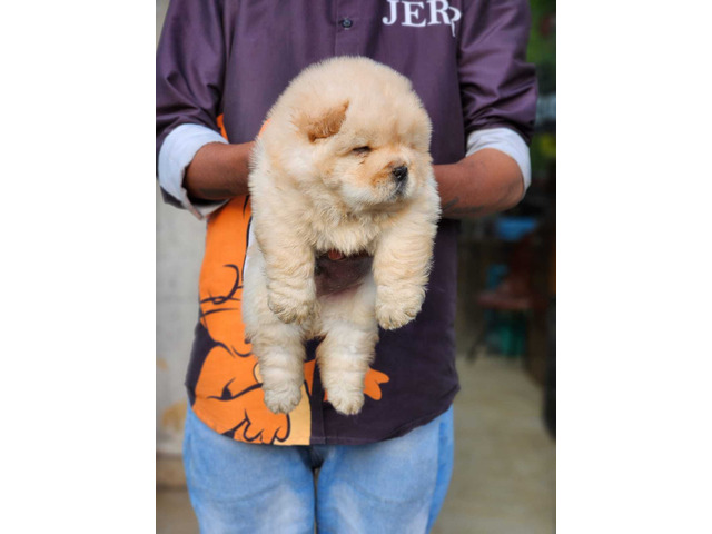 ChowChow Puppie For Sale 9654249090 - 1/1
