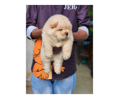 ChowChow Puppie For Sale 9654249090