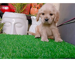 Cocker Spaniel Pups For Sale 9654249090
