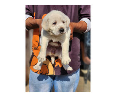 Labrador Pups Available Here 9654249090 - 1