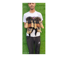GermanShepherd Puppies For Sale 9654249090