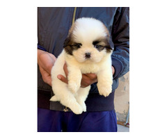 ShihTzu Pups Top Quality Available Here