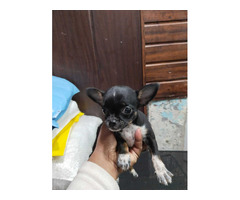 Chihuahua pups Available Haired..9654249090