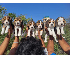 Beagle Pups Litter Available Call 9654249090