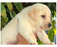 Labrador Retriever puppy available in Delhi Gurgaon 7082092005 - 1