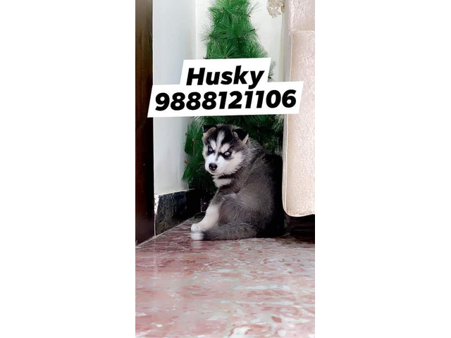 Siberian Husky puppy call 9888121106 available in jalandhar city pet shop - 1/1