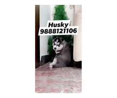 Siberian Husky puppy call 9888121106 available in jalandhar city pet shop