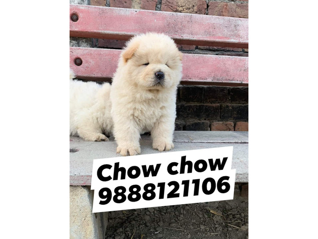 Chow chow puppy available call 9888121106 pet shop dog store jalandhar dog - 1/1