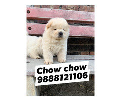 Chow chow puppy available call 9888121106 pet shop dog store jalandhar dog - 1