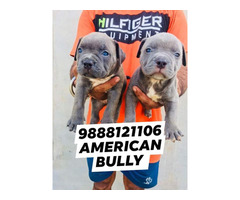 American bully puppy available call 9888121106 pet shop dog store jalandhar