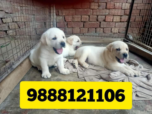 Labrador puppy available call 9888121106 pet shop jalandhar - 1/1