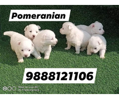 Pomeranian puppy available call 9888121106 pet shop jalandhar