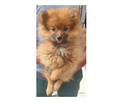 Toy Pom pair available