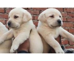 Labrador retriever puppies available in Delhi Gurgaon Noida 7082092005 - 1