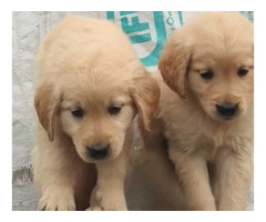 Golden Retriever puppies available in Delhi Gurgaon location 7082092005