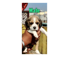 Beagle pups For Sale delhi 9654249090