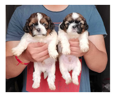 ShihTzu Little Pups For Sale 9654249090