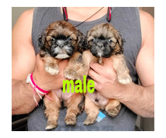 LhasaApso Puppies Available For Sale 9654249090