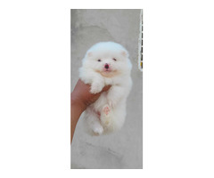 White snow Pom Pups For Sale 9654249090