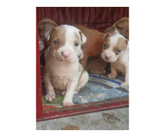 American Bully Pups Available In Delhi 9654249090