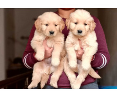GoldenRetriever Puppies Available Call 9654249090