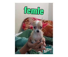 Chihuahua Pups Available In Delhi 9654249090
