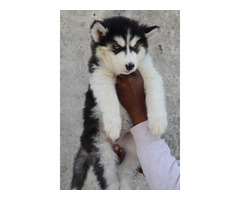 Siberian Husky Pups Ready For Sale 9654249090
