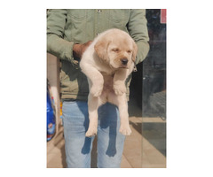 Labrador Pups Available In Delhi 9654249090