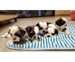 Shihtzu puppy's available