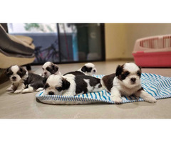 Shihtzu puppy's available