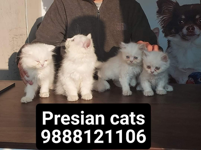 Presian cats Available in jalandhar city pet shop call 9888121106 - 1/1