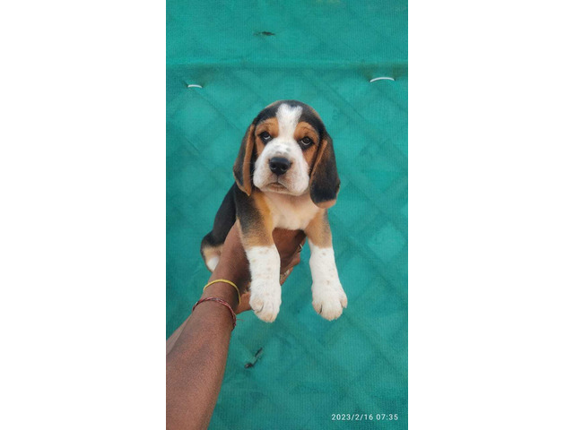 Show quality beagle puppy's available - 1/3